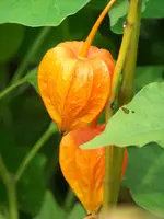 physalis.webp