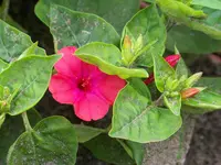 wunderblume (2).webp