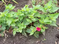 wunderblume.webp