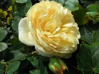 SAM_2100.webp