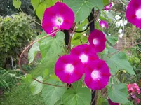 Trichterwinde.webp