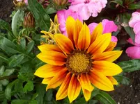 Mittagsblume.webp
