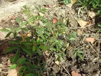 SAM_2102.webp