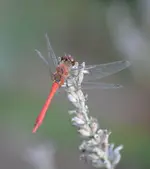 DSC_6815_Libelle.webp