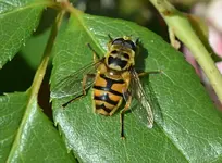 DSC_6780_Schwebfliege.webp