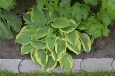 DSC_4894 (1).webp