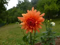 P1090530.webp