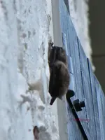 T_Fledermaus_Wand_nah_09_2013_mr.ditschy.webp