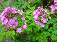 sept03 005.webp