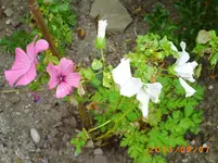 sept03 008.webp