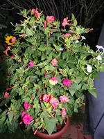 Wunderblume4.webp