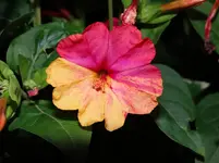 Wunderblume5.webp