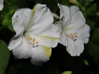 Wunderblume6.webp