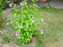 sept03 010.webp