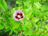 sept03 013.webp