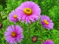 sept03 019.webp