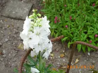 sept03 022.webp