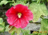 sept03 025.webp