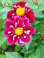 image.webp