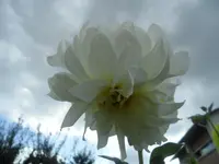 SAM_1577.webp