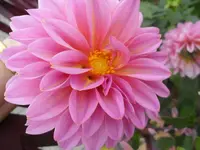 SAM_1579.webp