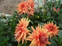 SAM_1583.webp