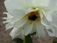 SAM_1587.webp