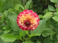 Bild 457.webp