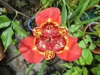 CIMG0244.webp