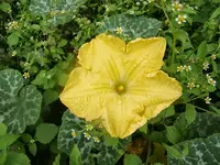 CIMG0268.webp