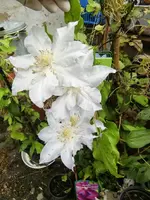 CIMG0253.webp