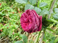 CIMG0255.webp