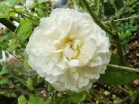 CIMG0274.webp