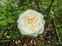 CIMG0282.webp