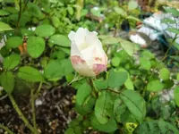 CIMG0273.webp