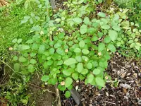 CIMG0272.webp