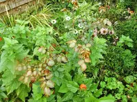CIMG0278.webp