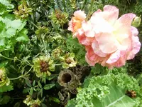 CIMG0293.webp