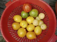 CIMG0298.webp