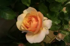 IMG-20130908-WA0002.webp