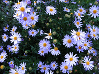 sommerastern.webp