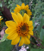 staudensonnenblume.webp