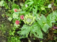 CIMG0275.webp