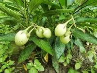 CIMG0271.webp