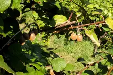 2013_0902Sommer0129 kiwi.webp