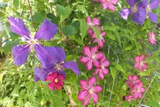 2013_0906Sommer0029.webp