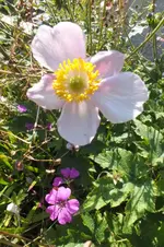2013_0906Sommer0016.webp