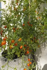 2013_0906Sommer0038.webp