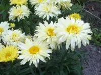 101_1639.webp