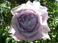 Novalis (3).webp